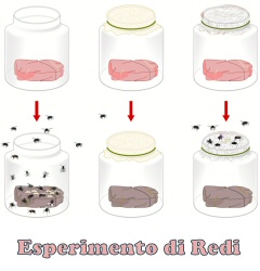 Esperimento redi
